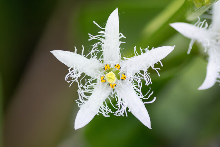 Fieberklee_shutterstock_422959255