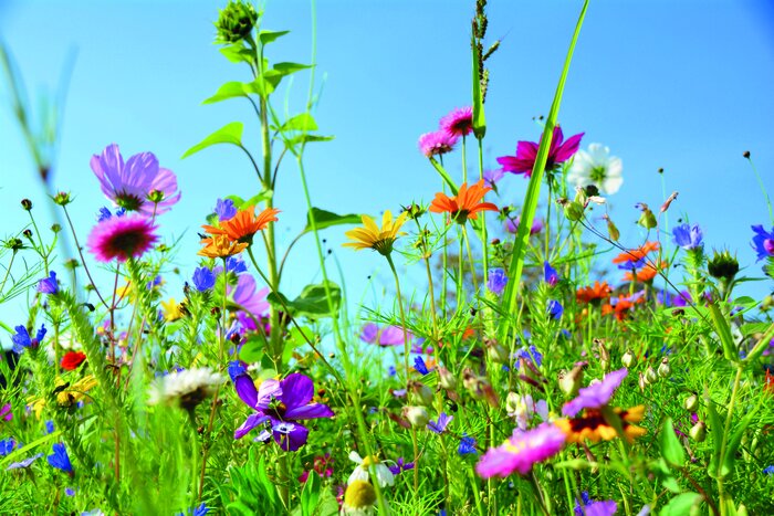 Schnittblumen_komplett.jpeg Schnittblumen_komplett.jpeg