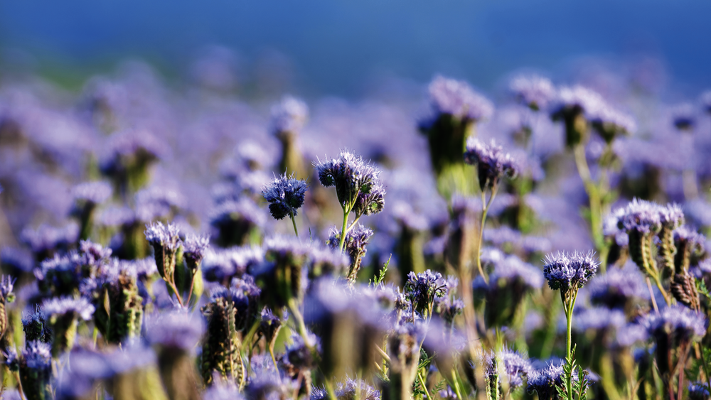 Lilafarbenes Phacelia-Blütenmeer shutterstock_81017494.png