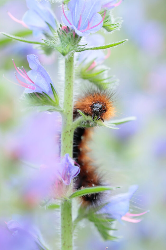 Die bräunliche Behaarung der älteren Raupen erinnert an einen Bären