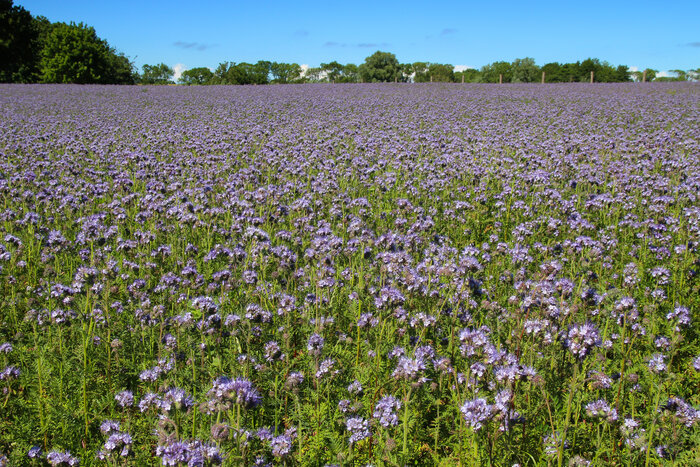 Blau-lila blühendes Phacelia-Feld Fotolia_131299258_XXL