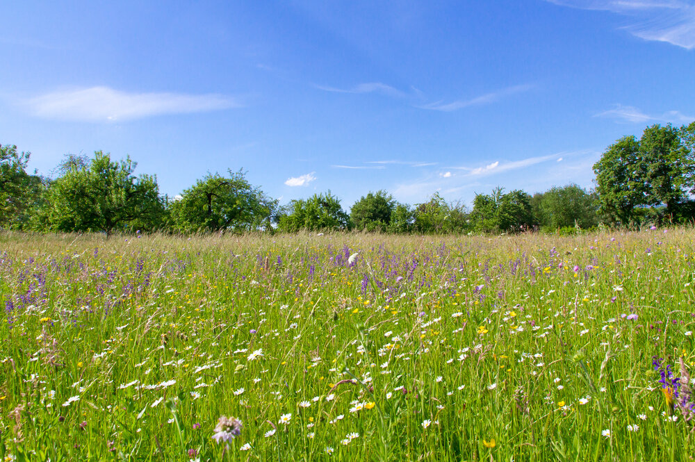 Blumenwiese mit Gebietseigenem Saatgut shutterstock_366350384.jpg