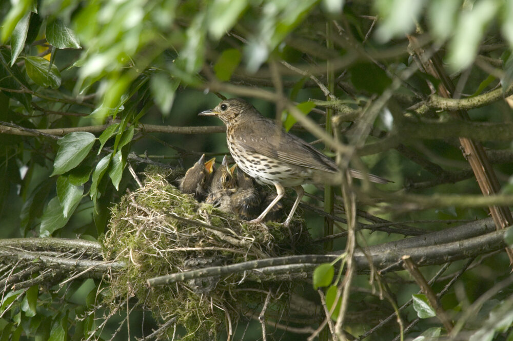 Nest mit Jungvögeln Brutzeit_Gartenarbeit_shutterstock_2502709.jpg