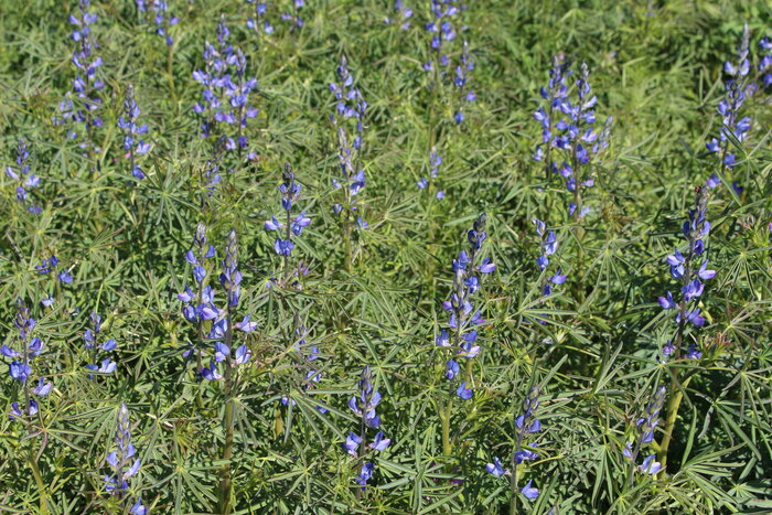Blaue_Lupine_FF.JPG