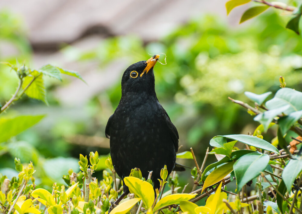 Amsel in einer Hecke Brutzeit_Gartenarbeit_shutterstock_1920192977.jpg