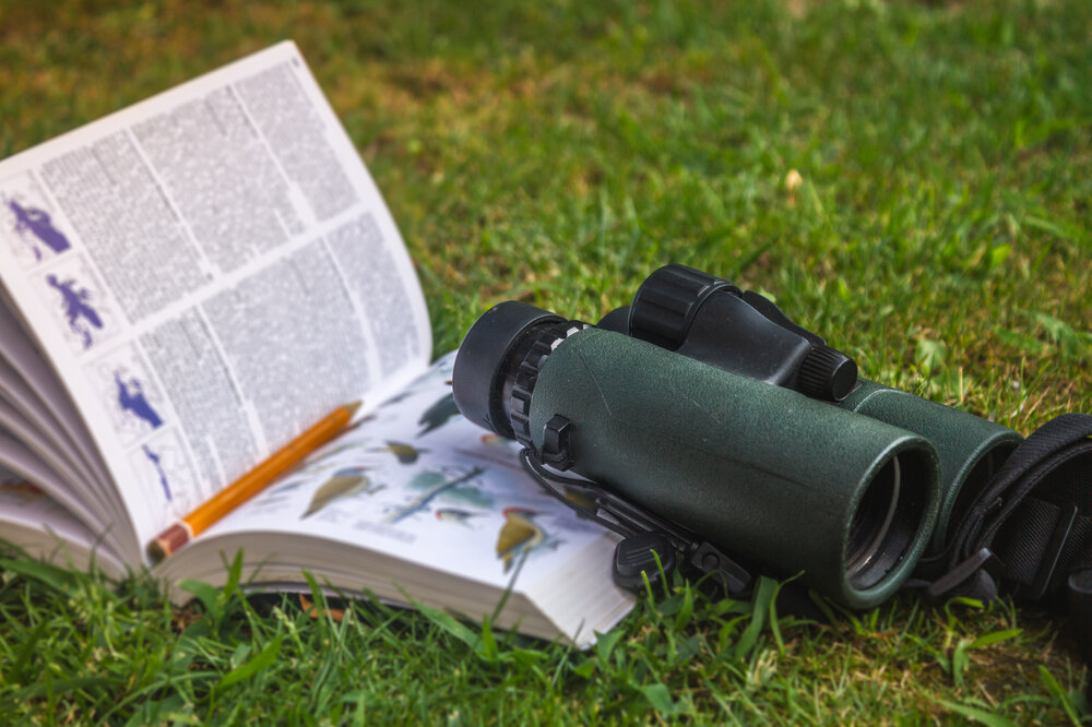 Fernglas und ein Vogelbuch zur Vogelbeobachtung Vogelbeobachtung_shutterstock_1142628293.jpg