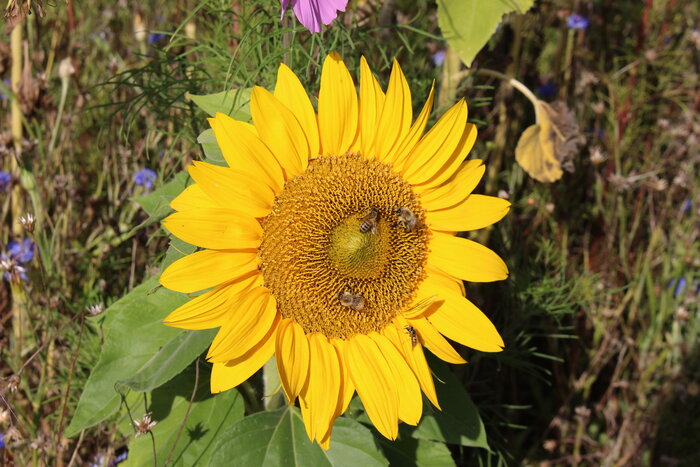 Sonnenblume_FF3.JPG Sonnenblume_FF3.JPG