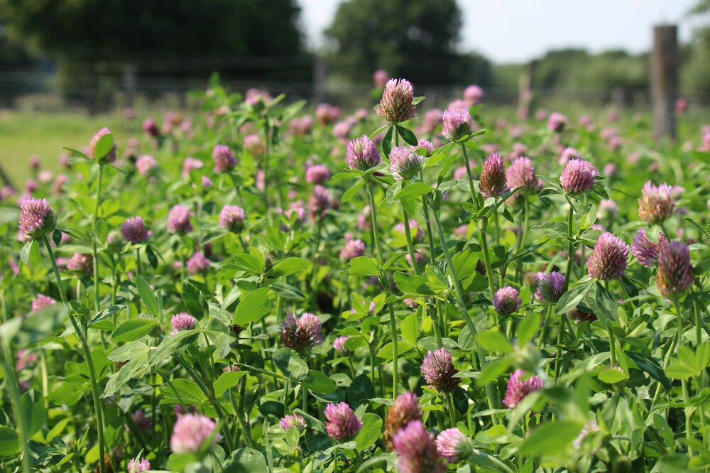 Trifolium_pratense_TEMPUS__3_.jpg