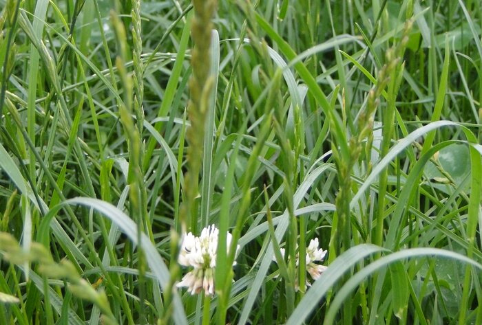 Kleintiereinsaat_FF4.jpg Kleintiereinsaat_FF4.jpg