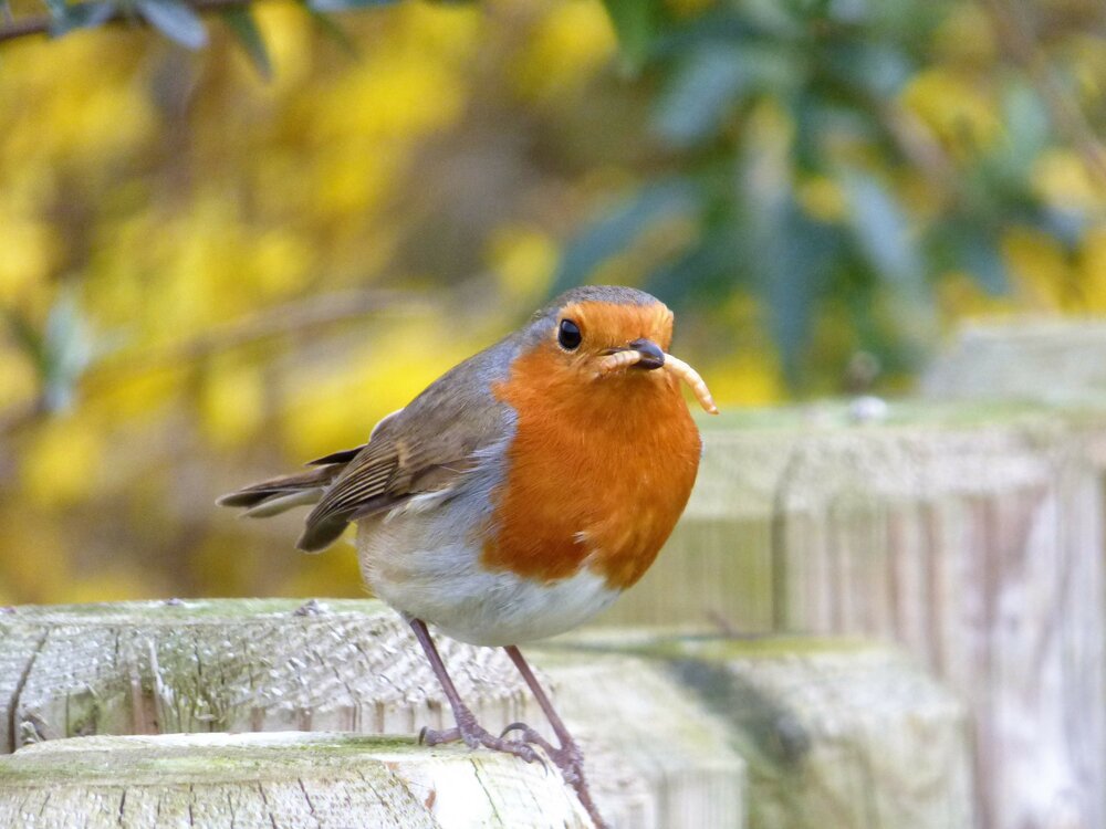 Rotkehlchen_shutterstock_665327854.jpg