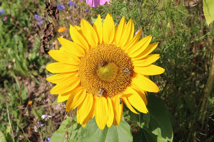 Bienenweide_Sonnenblume.JPG Bienenweide_Sonnenblume.JPG