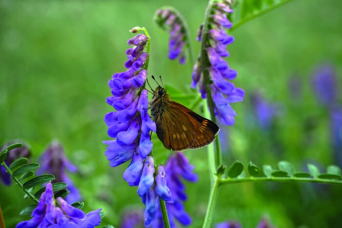 Schmetterling sitzt auf Vogelwicke (Vicia cracca) Singvogeloase_Vogelwicke