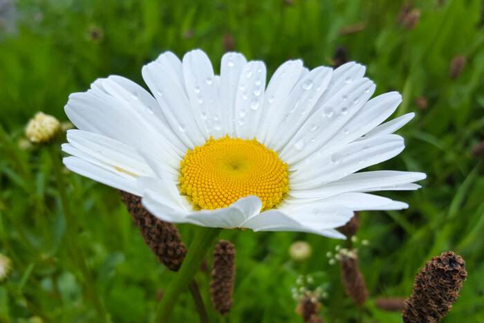 Blumennachsaat_Wiesenmargerite.jpg Blumennachsaat_Wiesenmargerite.jpg