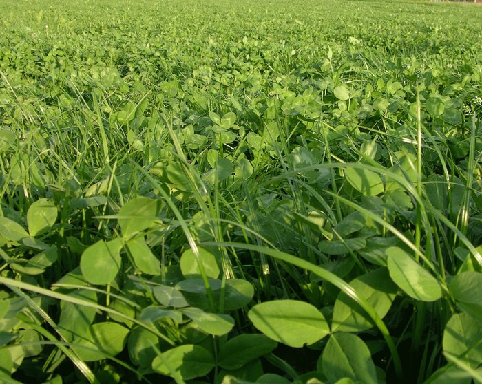 Kleintiereinsaat_FF3.jpg Kleintiereinsaat_FF3.jpg