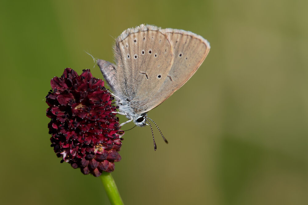 Ein Schmetterling auf dem Großen Wiesenknopf