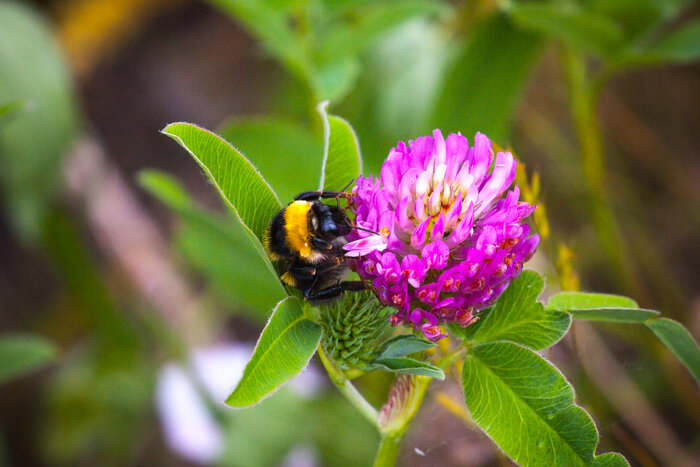 Rotklee mit Hummel Gruenmix_Shutterstock