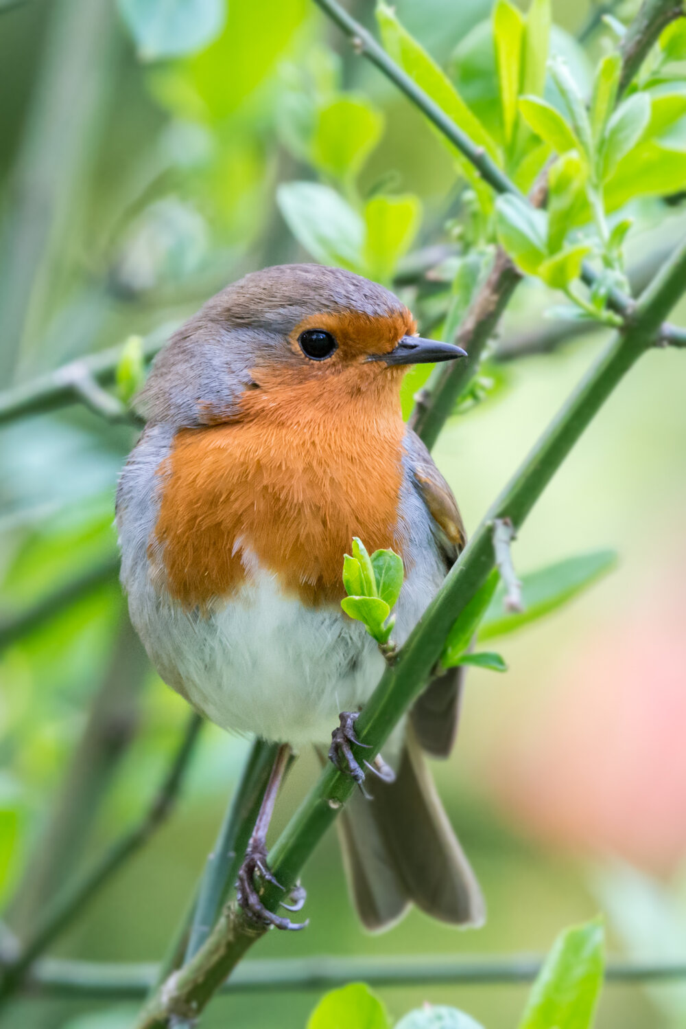 Rotkehlchen_shutterstock_560554507.jpg