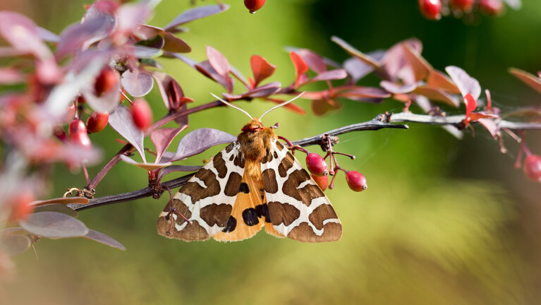 Schmetterling des Jahres 2021: Der Braune Bär - ReNatura