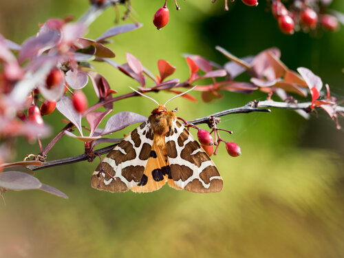 Der Braune Bär (Arctia caja) 