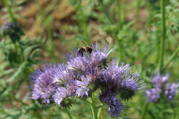 Bienenweide_Phacelia.jpg Bienenweide_Phacelia.jpg