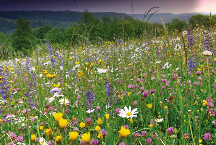 ReNatura Blütenzauber regionale Blühmischung Bluetenzauber_Shutterstock3.jpg
