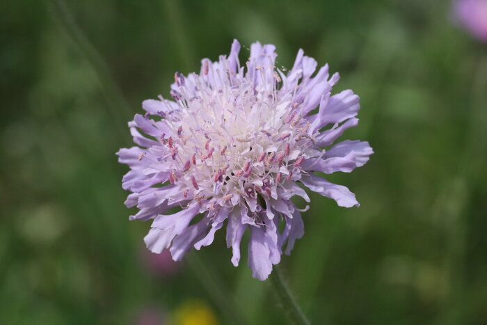Acker-Witwenblume (Knautia arvensis) Wildblumen_Acker_Witwenblume.JPG