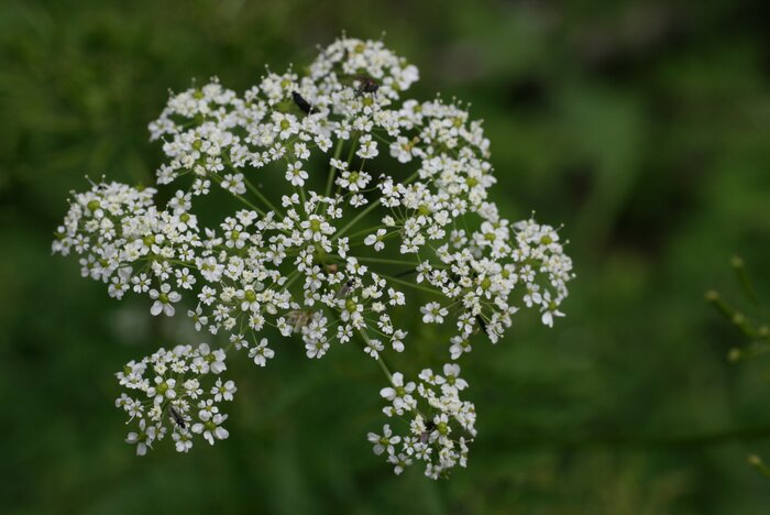 Wiesenkerbel (Anthriscus sylvestris) Wildblumen_Wiesenkerbel.jpg
