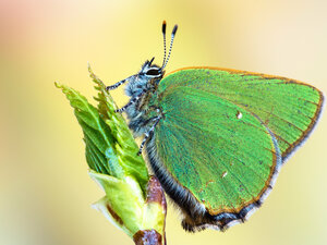 Der Grüne Zipfelfalter (Callophrys rubi) Gruener_Zipfelfalter_shutterstock_1245037402.jpg
