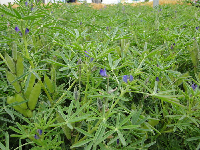 Blaue_Lupine_FF4.JPG