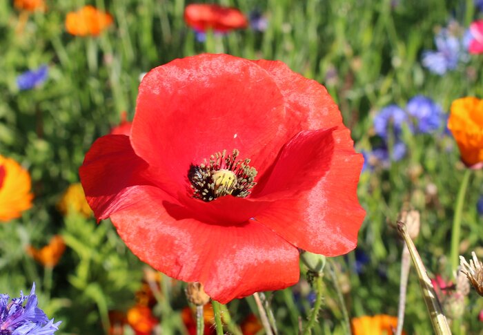 Blumennachsaat_Klatschmohn.jpg Blumennachsaat_Klatschmohn.jpg
