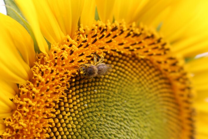 Sonnenblume_FF Sonnenblume_FF