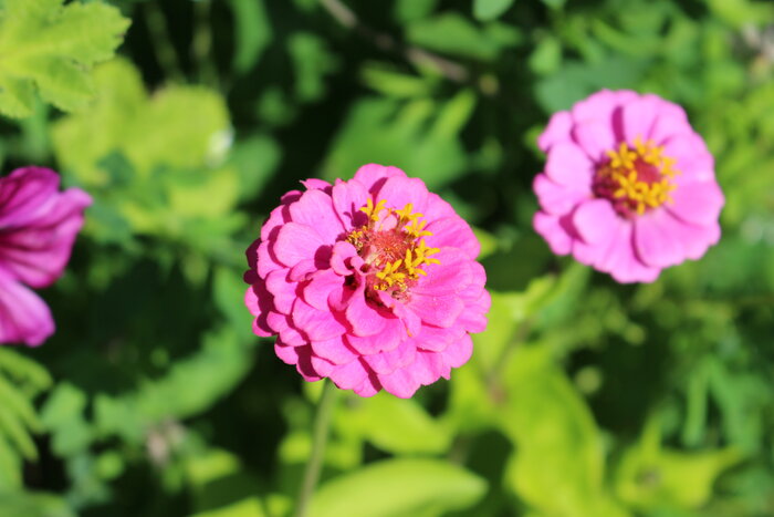 Rosafarbene Zinnie (Zinnia elegans) Schmetterlingsoase_Zinnie.JPG