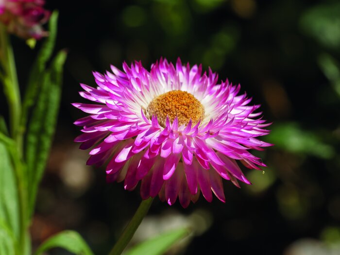 Schnittblumen_Strohblume.jpeg Schnittblumen_Strohblume.jpeg