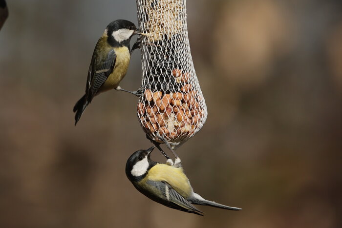 Zwei Kohlmeisen an der Großen Futterstange Grosse_Futterstange_shutterstock_583494964.jpg