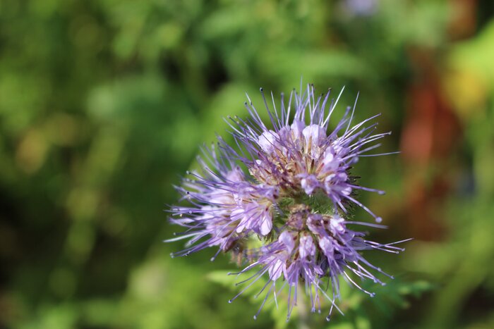 Phacelia_FF.jpg