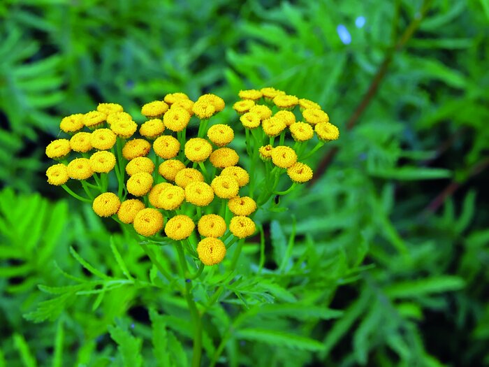 Rainfarn (Tanacetum vulgare) Schmetterlingsoase_Rainfarn.jpeg