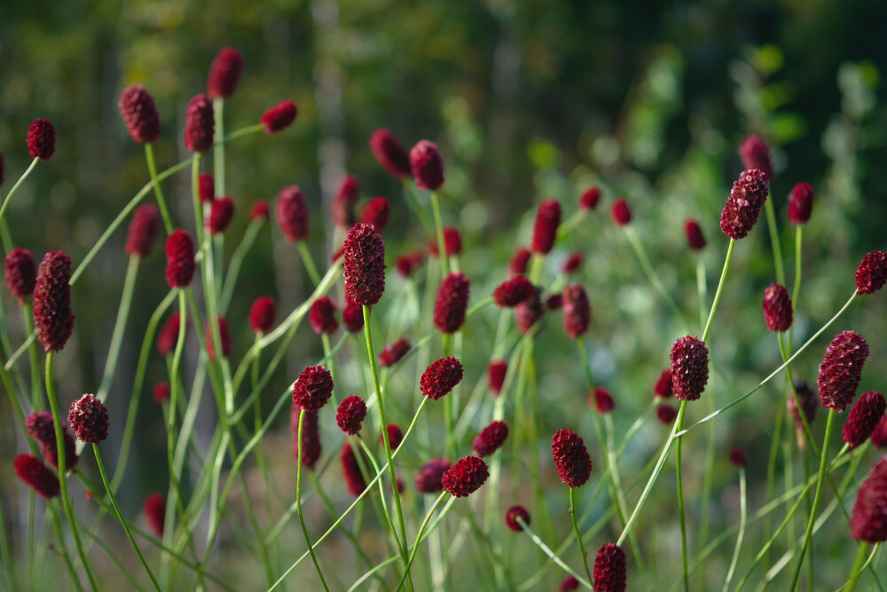 Die blutroten Blüten vom Großen Wiesenknopf ziehen viele Insekten an