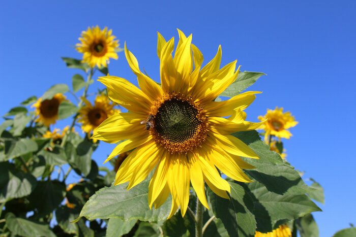 Sonnenblume_FF2.jpg Sonnenblume_FF2.jpg