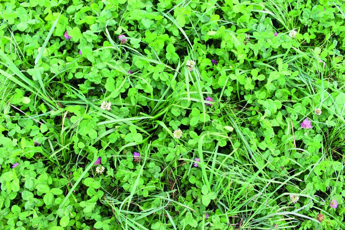 Kleintiereinsaat_FF.jpg Kleintiereinsaat_FF.jpg