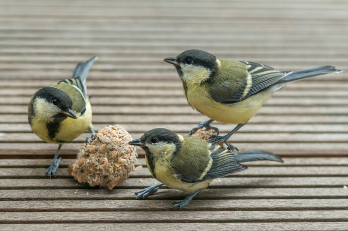 Delikatessballen_mit_Insekten_AdobeStock_179537363.jpeg