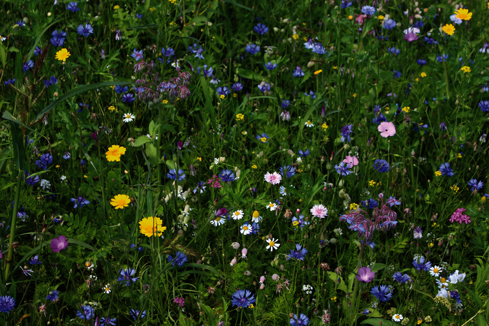 ReNatura Wildblumen Wildblumen_komplett_.png