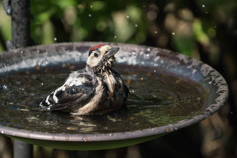 Vogeltraenke_shutterstock_1793850163.jpg