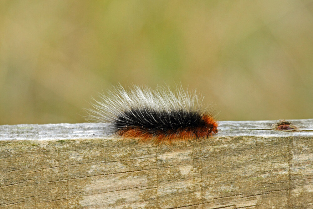 Seinen Namen hat der Schmetterling der dichten, braunen Behaarung seiner Raupen zu verdanken