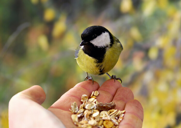 Meise frisst Aktiv-Futter aus der Hand Aktiv-Futter_shutterstock_51701236