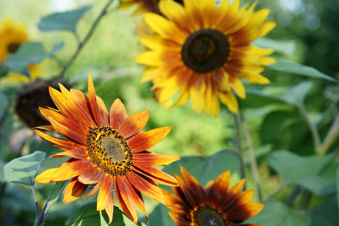 Sonnenblume Sonnenblume_Shutterstock_595006673.jpg