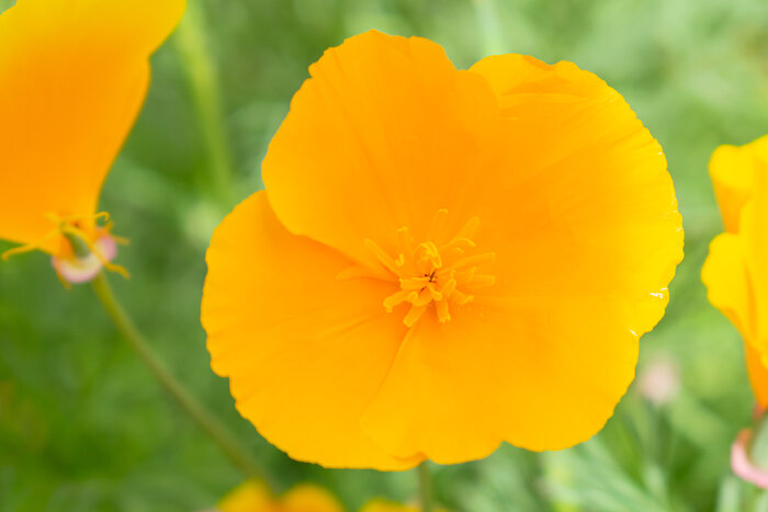 Blumenwiese_Goldmohn.jpeg