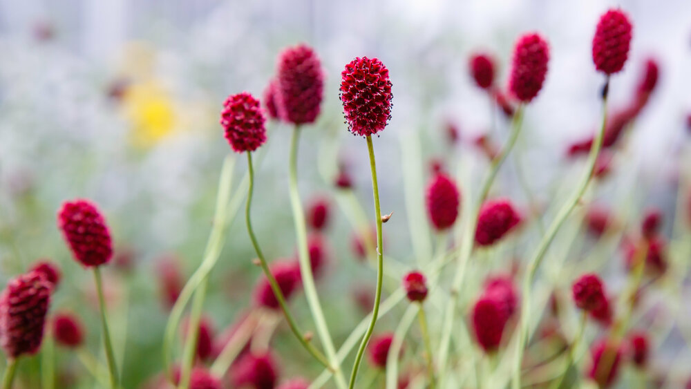 Großer Wiesenknopf (Sanguisorba officinalis) Großer Wiesenknopf (Sanguisorba officinalis)