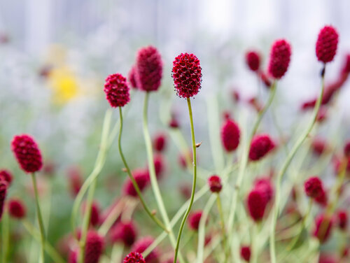 Großer Wiesenknopf (Sanguisorba officinalis)