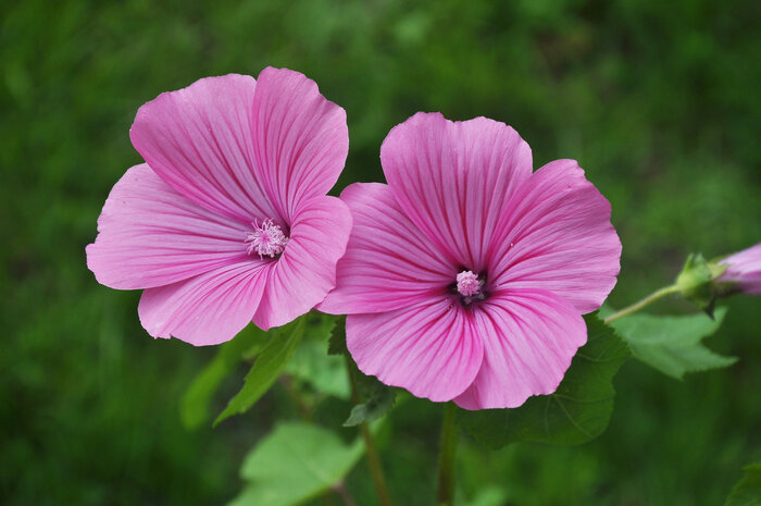 Schnittblumen_Bechermalve.jpeg Schnittblumen_Bechermalve.jpeg