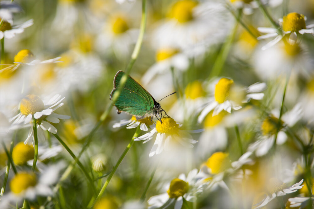 Der Grüne Zipfelfalter auf der Kamillenblüte Gruener_Zipfelfalter_shutterstock_1175181739.jpg